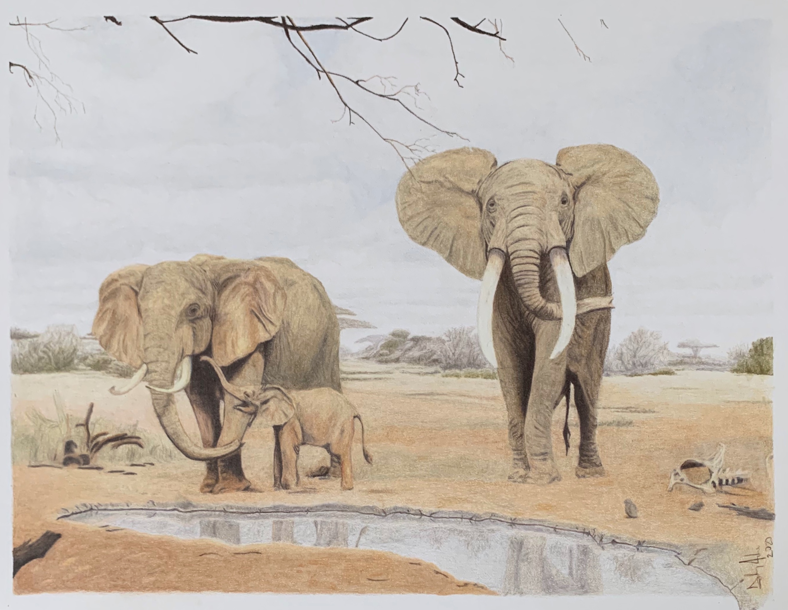Elephants — colored pencil
